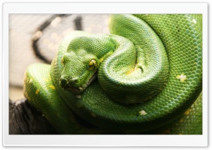Snake Ultra HD Wallpaper for 4K UHD Widescreen desktop, tablet & smartphone