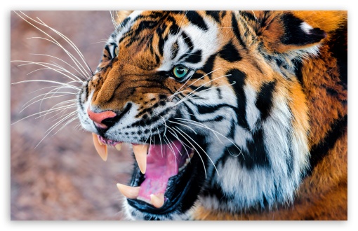 Snarling Tiger UltraHD Wallpaper for Wide 16:10 5:3 Widescreen WHXGA WQXGA WUXGA WXGA WGA ; 8K UHD TV 16:9 Ultra High Definition 2160p 1440p 1080p 900p 720p ; UHD 16:9 2160p 1440p 1080p 900p 720p ; Standard 4:3 5:4 3:2 Fullscreen UXGA XGA SVGA QSXGA SXGA DVGA HVGA HQVGA ( Apple PowerBook G4 iPhone 4 3G 3GS iPod Touch ) ; Tablet 1:1 ; iPad 1/2/Mini ; Mobile 4:3 5:3 3:2 16:9 5:4 - UXGA XGA SVGA WGA DVGA HVGA HQVGA ( Apple PowerBook G4 iPhone 4 3G 3GS iPod Touch ) 2160p 1440p 1080p 900p 720p QSXGA SXGA ;