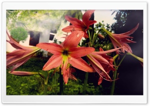 Snow flower Ultra HD Wallpaper for 4K UHD Widescreen desktop, tablet & smartphone