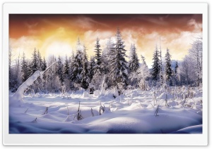 snow forest Ultra HD Wallpaper for 4K UHD Widescreen desktop, tablet & smartphone