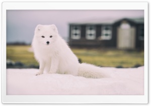 Snow Fox Animal Ultra HD Wallpaper for 4K UHD Widescreen desktop, tablet & smartphone