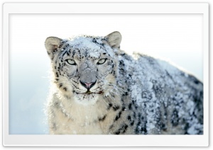 Snow Leopard Ultra HD Wallpaper for 4K UHD Widescreen desktop, tablet & smartphone