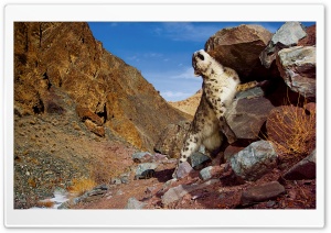 Snow Leopard Scratch Ultra HD Wallpaper for 4K UHD Widescreen desktop, tablet & smartphone
