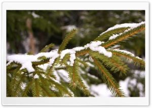 Snow on Tree Ultra HD Wallpaper for 4K UHD Widescreen desktop, tablet & smartphone