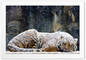 Snow Tiger Ultra HD Wallpaper for 4K UHD Widescreen desktop, tablet & smartphone