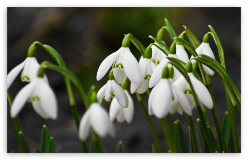 Snowdrops Macro UltraHD Wallpaper for Wide 16:10 5:3 Widescreen WHXGA WQXGA WUXGA WXGA WGA ; 8K UHD TV 16:9 Ultra High Definition 2160p 1440p 1080p 900p 720p ; Standard 4:3 3:2 Fullscreen UXGA XGA SVGA DVGA HVGA HQVGA ( Apple PowerBook G4 iPhone 4 3G 3GS iPod Touch ) ; Tablet 1:1 ; iPad 1/2/Mini ; Mobile 4:3 5:3 3:2 16:9 - UXGA XGA SVGA WGA DVGA HVGA HQVGA ( Apple PowerBook G4 iPhone 4 3G 3GS iPod Touch ) 2160p 1440p 1080p 900p 720p ;