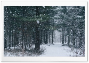 Snowfall, Path, Trees, Forest, Winter Ultra HD Wallpaper for 4K UHD Widescreen desktop, tablet & smartphone