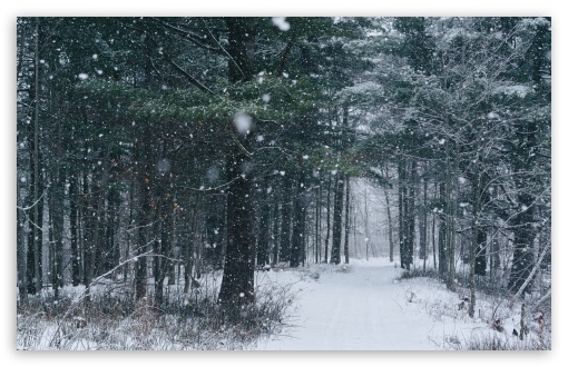 Snowfall, Path, Trees, Forest, Winter Ultra HD Desktop Background Wallpaper  for 4K UHD TV : Widescreen & UltraWide Desktop & Laptop : Tablet :  Smartphone