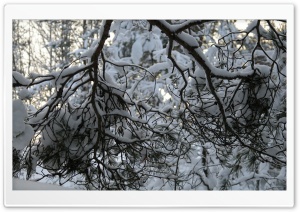 Snowy Branches Ultra HD Wallpaper for 4K UHD Widescreen desktop, tablet & smartphone