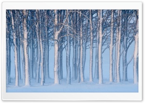 Snowy Forest Ultra HD Wallpaper for 4K UHD Widescreen desktop, tablet & smartphone