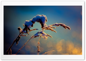 Snowy Reeds, Winter Ultra HD Wallpaper for 4K UHD Widescreen desktop, tablet & smartphone