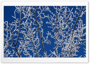 Snowy Tree Branches Ultra HD Wallpaper for 4K UHD Widescreen desktop, tablet & smartphone