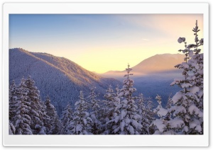 Snowy Trees Ultra HD Wallpaper for 4K UHD Widescreen desktop, tablet & smartphone