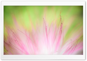 Soft Flower Ultra HD Wallpaper for 4K UHD Widescreen desktop, tablet & smartphone