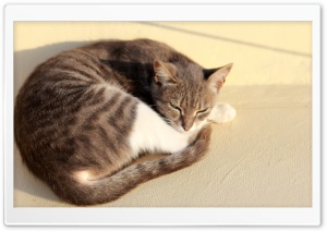 Soft kitty, Warm kitty Ultra HD Wallpaper for 4K UHD Widescreen desktop, tablet & smartphone