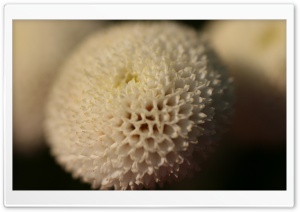 Soft White Flower Ultra HD Wallpaper for 4K UHD Widescreen desktop, tablet & smartphone