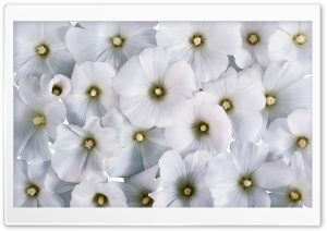 Soft White Flowers Ultra HD Wallpaper for 4K UHD Widescreen desktop, tablet & smartphone