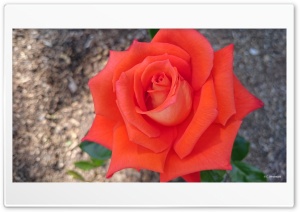 Solitary Rose Ultra HD Wallpaper for 4K UHD Widescreen desktop, tablet & smartphone