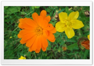 Some Flowers Ultra HD Wallpaper for 4K UHD Widescreen desktop, tablet & smartphone