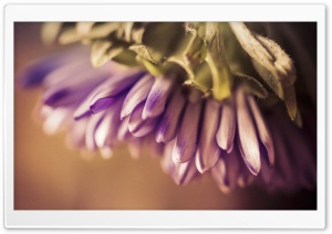 Sorrow Ultra HD Wallpaper for 4K UHD Widescreen desktop, tablet & smartphone