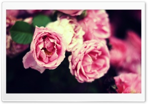 Soul Unfolds Ultra HD Wallpaper for 4K UHD Widescreen desktop, tablet & smartphone