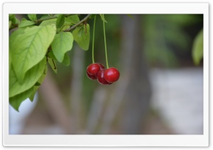 Sour cherry Ultra HD Wallpaper for 4K UHD Widescreen desktop, tablet & smartphone