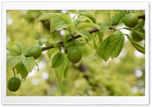 Sour green plum Ultra HD Wallpaper for 4K UHD Widescreen desktop, tablet & smartphone