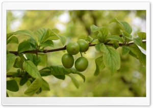 Sour green plums Ultra HD Wallpaper for 4K UHD Widescreen desktop, tablet & smartphone