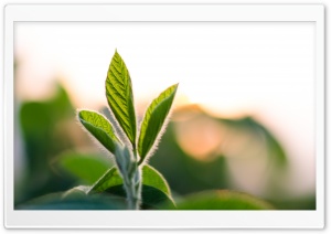 Soybean Leaves Bokeh Ultra HD Wallpaper for 4K UHD Widescreen desktop, tablet & smartphone