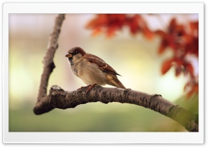 Sparrow Ultra HD Wallpaper for 4K UHD Widescreen desktop, tablet & smartphone