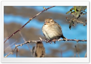 Sparrow Bird Ultra HD Wallpaper for 4K UHD Widescreen desktop, tablet & smartphone