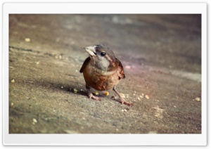 Sparrows I Ultra HD Wallpaper for 4K UHD Widescreen desktop, tablet & smartphone