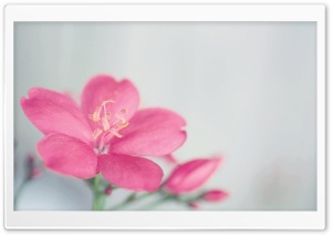Spicy Jatropha Flower Ultra HD Wallpaper for 4K UHD Widescreen desktop, tablet & smartphone