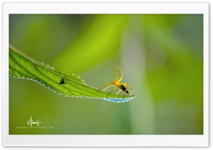 Spider Ultra HD Wallpaper for 4K UHD Widescreen desktop, tablet & smartphone