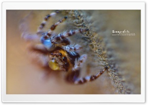 spider closeup Ultra HD Wallpaper for 4K UHD Widescreen desktop, tablet & smartphone
