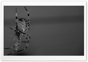 Spider Intimidation Ultra HD Wallpaper for 4K UHD Widescreen desktop, tablet & smartphone
