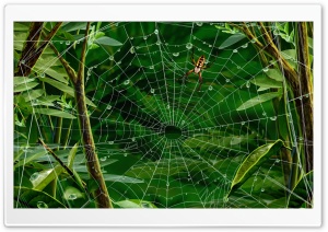 Spider On Web Ultra HD Wallpaper for 4K UHD Widescreen desktop, tablet & smartphone