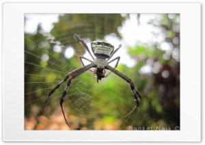 Spider on Web Ultra HD Wallpaper for 4K UHD Widescreen desktop, tablet & smartphone