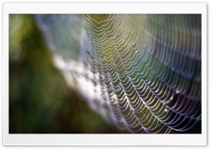 Spider Web Ultra HD Wallpaper for 4K UHD Widescreen desktop, tablet & smartphone