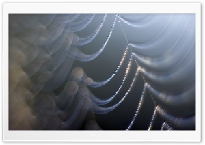 Spider Web Dew Ultra HD Wallpaper for 4K UHD Widescreen desktop, tablet & smartphone