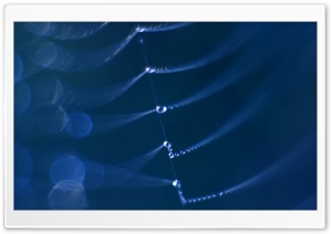 Spider Web Macro Ultra HD Wallpaper for 4K UHD Widescreen desktop, tablet & smartphone