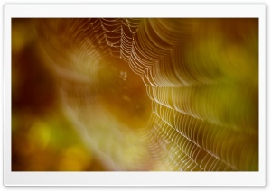 Spider Web Trap Ultra HD Wallpaper for 4K UHD Widescreen desktop, tablet & smartphone
