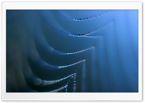 Spider Web With Dew Drops Ultra HD Wallpaper for 4K UHD Widescreen desktop, tablet & smartphone