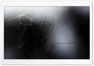 Spiders Web Ultra HD Wallpaper for 4K UHD Widescreen desktop, tablet & smartphone