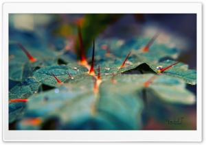Spiky Leaf Ultra HD Wallpaper for 4K UHD Widescreen desktop, tablet & smartphone