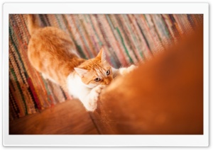Spoiled Kitty Ultra HD Wallpaper for 4K UHD Widescreen desktop, tablet & smartphone