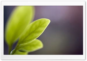 Sprig Ultra HD Wallpaper for 4K UHD Widescreen desktop, tablet & smartphone