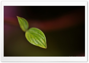 Sprig Close up Ultra HD Wallpaper for 4K UHD Widescreen desktop, tablet & smartphone