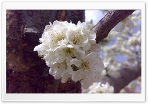 Spring - Meshkin City, Iran Ultra HD Wallpaper for 4K UHD Widescreen desktop, tablet & smartphone