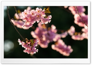 Spring At Last Ultra HD Wallpaper for 4K UHD Widescreen desktop, tablet & smartphone